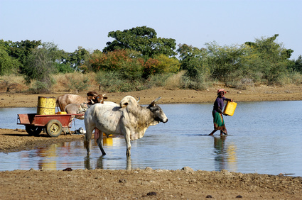 Des vaches pour lutter contre famine au Sahel