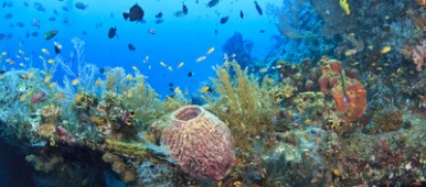 L'Australie et les Maldives protègent leurs fonds marins