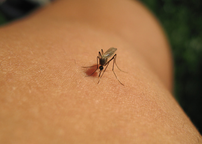 Solutions contre les moustiques