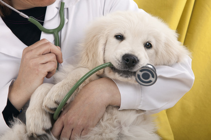Chat chien vétérinaire et santé